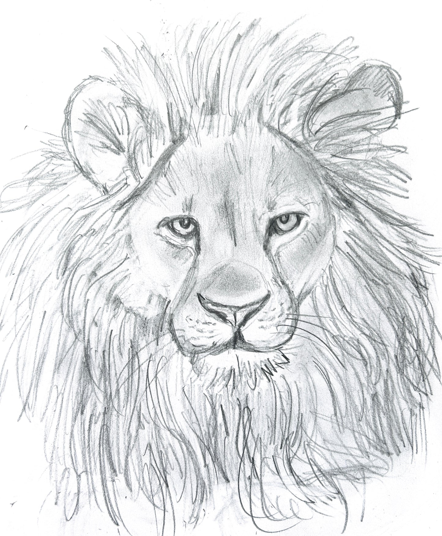 WEEK OF 2/03 - Draw a Lion!