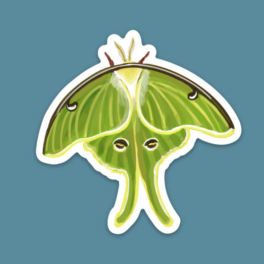 Luna Moth Sticker